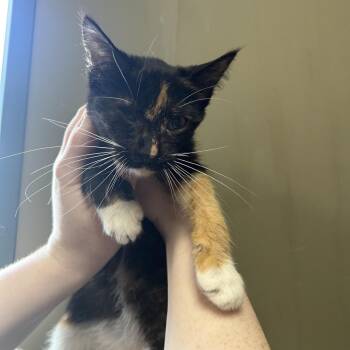 Domestic Short Hair Cats Available for Adoption in West Olive, Michigan - German Chocolate Cake (Holland Cat Cove) | PetCurious