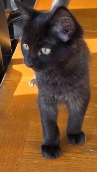 Glisten26 -  Domestic Medium Hair Cat for Adoption in Youngsville, North Carolina - Glisten26 | PetCurious