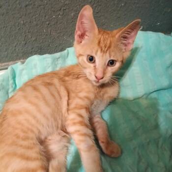 Rescue Tabby and Domestic Short Hair Cats for Adoption in Antioch, California - Paypaya | PetCurious