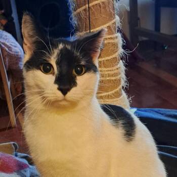Oreo -  Domestic Medium Hair Cat for Adoption in Menasha, Wisconsin - Oreo | PetCurious