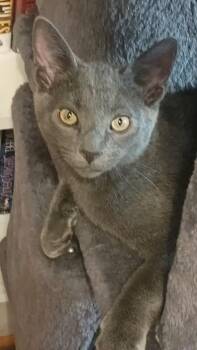 Big Sean - rehome -  Domestic Short Hair Cat for Adoption in Monterey, Virginia - Big Sean - Rehome | PetCurious