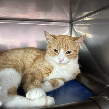 Copper -  Domestic Short Hair Cat for Adoption in Jefferson City, Tennessee - Copper | PetCurious