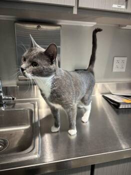 SPOON -  Domestic Short Hair Cat for Adoption in Leesburg, Virginia - SPOON | PetCurious