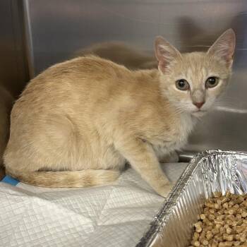 Domestic Short Hair Cats Available for Adoption in Greensboro, North Carolina - Marmalade | PetCurious