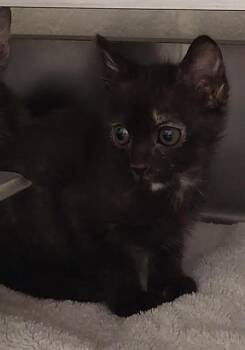 Domestic Short Hair Cats Available for Adoption in Chula Vista, California - BEANS | PetCurious