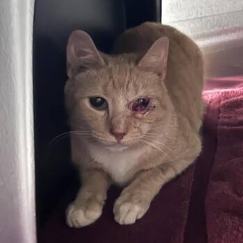 Vitamin D -  Domestic Short Hair Cat for Adoption in Morganton, North Carolina - Vitamin D | PetCurious