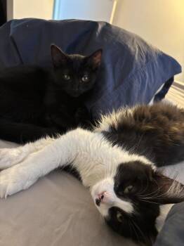 Logan & Levi -  Domestic Short Hair Cat for Adoption in New York, New York - Logan & Levi | PetCurious