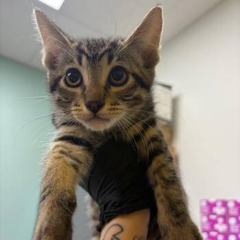 Mr. Pibb (black) -  Domestic Short Hair Cat for Adoption in Keizer, Oregon - Mr. Pibb (black) | PetCurious