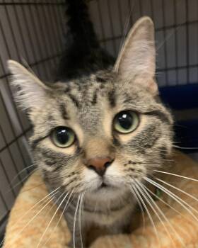 Mercy26 -  Domestic Short Hair Cat for Adoption in Milwaukee, Wisconsin - Mercy26 | PetCurious