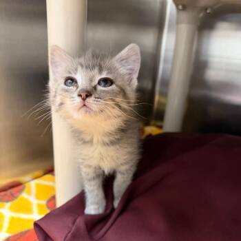 Tundra -  Domestic Short Hair Cat for Adoption in Detroit Lakes, Minnesota - Tundra | PetCurious