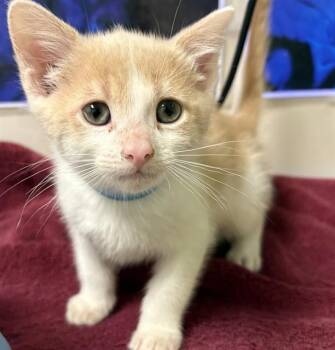 Domestic Short Hair Cats Available for Adoption in Pueblo, Colorado - A1783801 | PetCurious