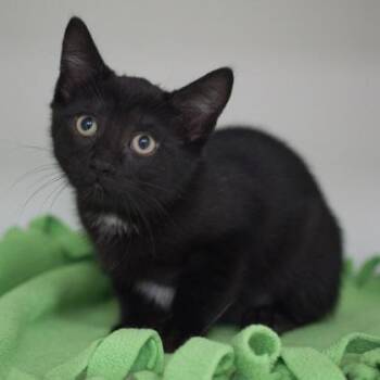 Mocha -  Domestic Short Hair Cat for Adoption in Verona, Wisconsin - Mocha | PetCurious