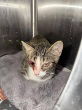 KEVIN -  Domestic Short Hair Cat for Adoption in Jacksonville, Florida - KEVIN | PetCurious