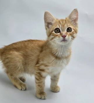 Dreadnought -  Domestic Short Hair Cat for Adoption in Sedalia, Colorado - Dreadnought | PetCurious