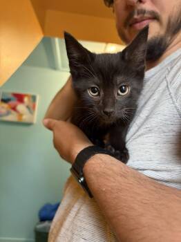 Domestic Short Hair Cats Available for Adoption - Felix | PetCurious