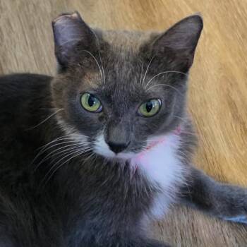 Mochi -  Domestic Short Hair Cat for Adoption in San Diego, California - Mochi | PetCurious