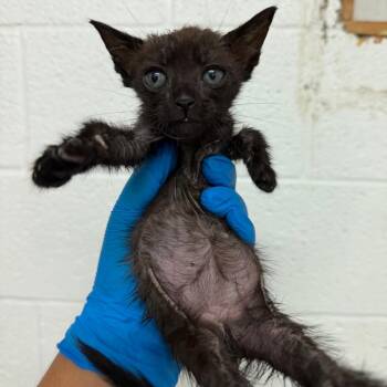 Ophelia -  Domestic Short Hair Cat for Adoption in Edinburg, Texas - Ophelia | PetCurious