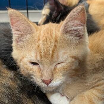 Litterbug -  Domestic Short Hair Cat for Adoption in Eugene, Oregon - Litterbug | PetCurious