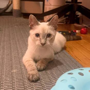 Opal N. -- Blue Eyes & a Gentle Heart -  American Shorthair Cat for Adoption in New York, New York - Opal N. -- Blue Eyes & A Gentle Heart | PetCurious