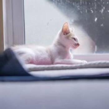 Enzo -  Domestic Short Hair Cat for Adoption in West Palm Beach, Florida - Enzo | PetCurious