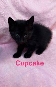 American Shorthair Cats Available for Adoption in Paulina, Louisiana - Cupcake | PetCurious