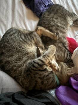 Rescue American Shorthair Cats for Adoption in Powdersville, South Carolina - Hansel And Gretel | PetCurious