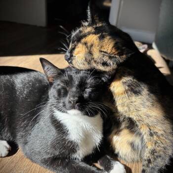 Izzy & Isaiah -  Domestic Short Hair Cat for Adoption in Buffalo, New York - Izzy & Isaiah | PetCurious