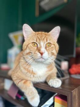 Domestic Short Hair Cats Available for Adoption in Minneapolis, Minnesota - Simba - No Longer Accepting Apps | PetCurious