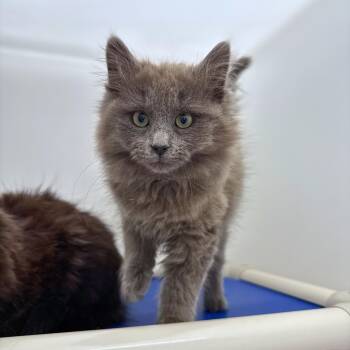 Domestic Medium Hair Cats Available for Adoption - Louise | PetCurious