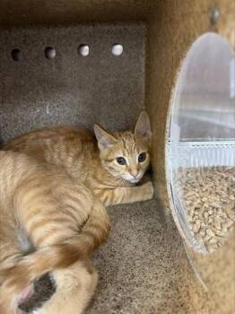 A798688 -  Domestic Short Hair Cat for Adoption in Louisville, Kentucky - A798688 | PetCurious