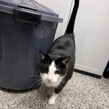 Punky Brewster -  Domestic Short Hair Cat for Adoption in Morganton, North Carolina - Punky Brewster | PetCurious