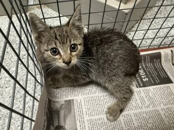 A185992 -  Domestic Short Hair Cat for Adoption in Pasadena, Texas - A185992 | PetCurious