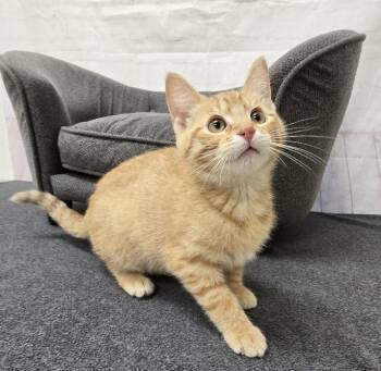 Amos -  Domestic Short Hair Cat for Adoption in Red Wing, Minnesota - Amos | PetCurious