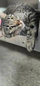 Xander -  Domestic Short Hair Cat for Adoption in Spooner, Wisconsin - Xander | PetCurious