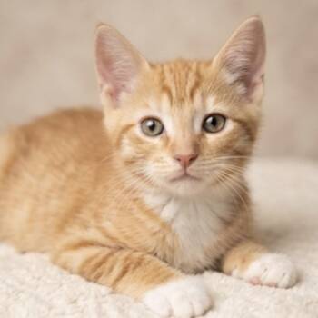 Bronco -  Domestic Short Hair Cat for Adoption in La Grange, Kentucky - Bronco | PetCurious