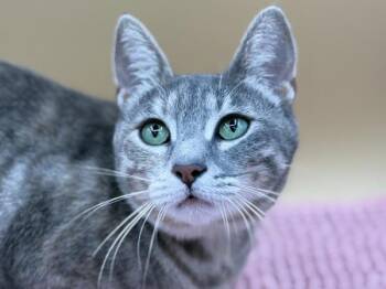 Miley -  Domestic Short Hair Cat for Adoption in Portland, Oregon - Miley | PetCurious