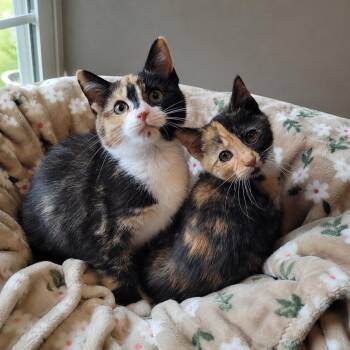 Marilyn & Marceline -  Domestic Short Hair Cat for Adoption in Indianapolis, Indiana - Marilyn & Marceline | PetCurious