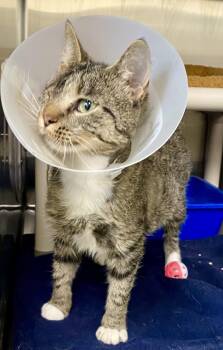 Dopey -  Domestic Short Hair and Tabby Cat for Adoption in Fargo, North Dakota - Dopey | PetCurious