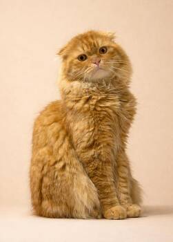 Scottish Fold Cats Available for Adoption in Bedford Hills, New York - Aslan!  Great Name For This Lion Like Incredible Rare Boy!  EMER | PetCurious