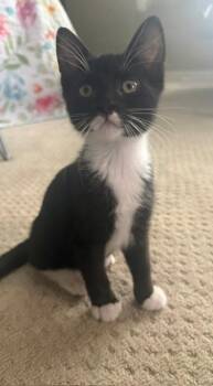 Boots -  Domestic Short Hair Cat for Adoption in Salt Lake City, Utah - Boots | PetCurious
