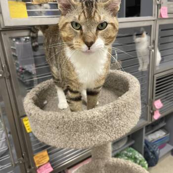 Bruno -  Domestic Short Hair Cat for Adoption in Hammond, Indiana - Bruno | PetCurious
