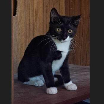 Rescue Domestic Short Hair Cats for Adoption in Menasha, Wisconsin - Batgirl | PetCurious