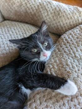 Sugar -  Domestic Short Hair Cat for Adoption in Topeka, Kansas - Sugar | PetCurious