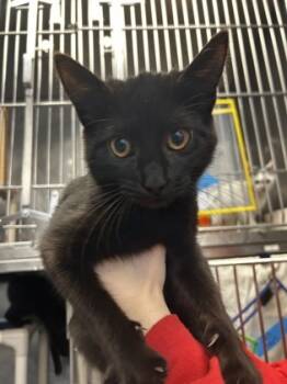 Rescue Domestic Short Hair Cats for Adoption in Morristown, New Jersey - Cranberry | PetCurious