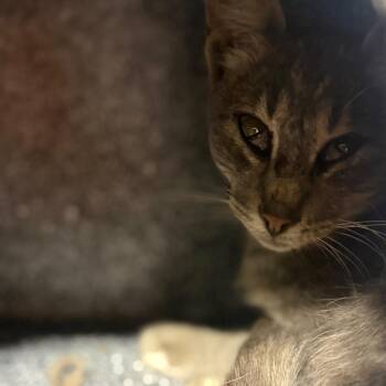 Kona -  Domestic Short Hair Cat for Adoption in Pauls Valley, Oklahoma - Kona | PetCurious