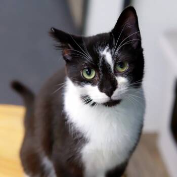 Rescue Domestic Short Hair Cats for Adoption in Los Angeles, California - Malarkey | PetCurious