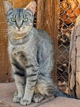 Leah -  Domestic Short Hair Cat for Adoption in St. George, Utah - Leah | PetCurious