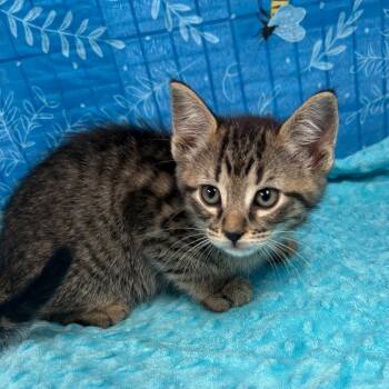 Biscotti -  American Shorthair Cat for Adoption in Greenfield, Indiana - Biscotti | PetCurious