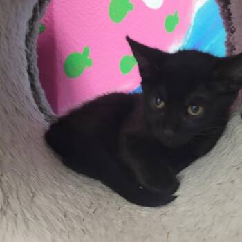 Rescue Domestic Short Hair Cats for Adoption in Titusville, Florida - Vader | PetCurious