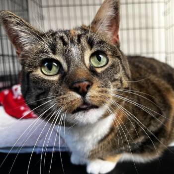 Domestic Short Hair Cats Available for Adoption in Middletown, New York - Millie | PetCurious